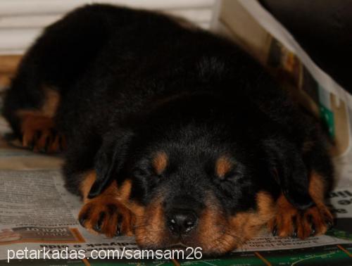 maya Dişi Rottweiler