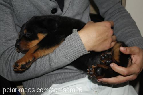 maya Dişi Rottweiler