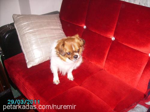 edi Erkek Pekingese