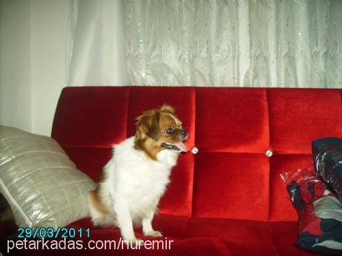 edi Erkek Pekingese