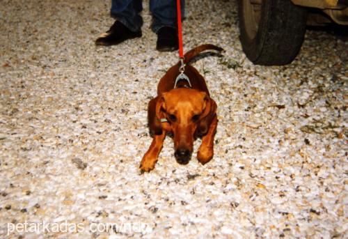 ndo-melek Dişi Doberman Pinscher