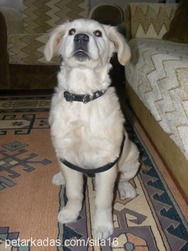 Şila Dişi Golden Retriever