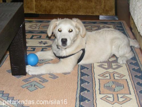 Şila Dişi Golden Retriever