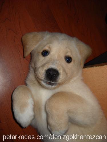 tarçın Erkek Labrador Retriever