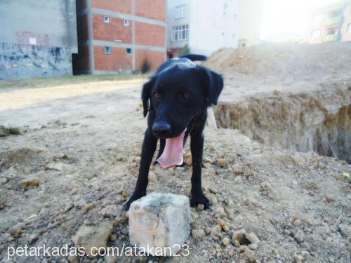 res Erkek Flat Coated Retriever