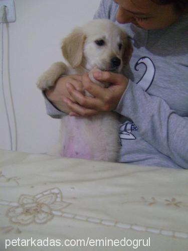 eva Dişi Golden Retriever