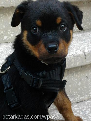 paşa Erkek Rottweiler