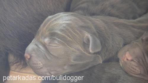 labradornaz Dişi Labrador Retriever