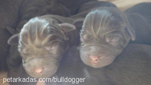 labradornaz Dişi Labrador Retriever