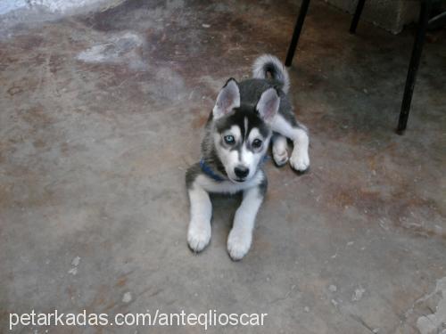 oscar Erkek Sibirya Kurdu (Husky)