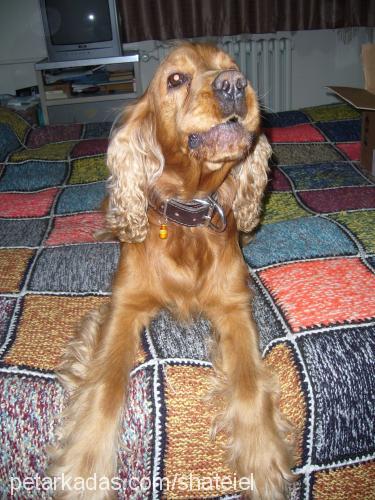 votka Erkek İngiliz Cocker Spaniel