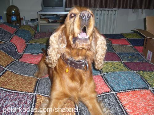 votka Erkek İngiliz Cocker Spaniel