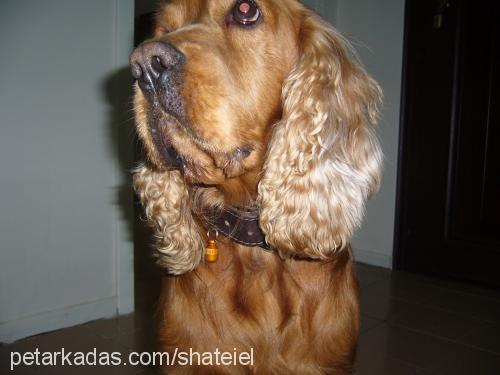 votka Erkek İngiliz Cocker Spaniel