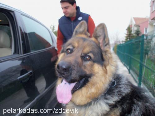 haydut Erkek Alman Çoban Köpeği