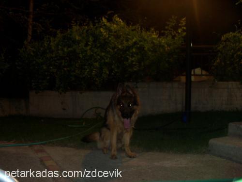 haydut Erkek Alman Çoban Köpeği