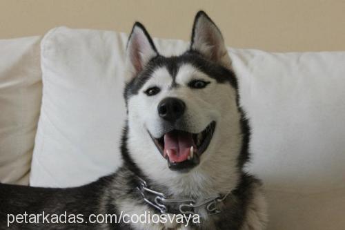 hera Dişi Sibirya Kurdu (Husky)