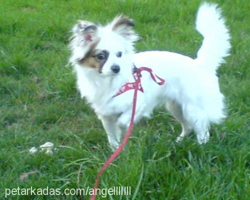 angel Dişi Dandie Dinmont Terrier