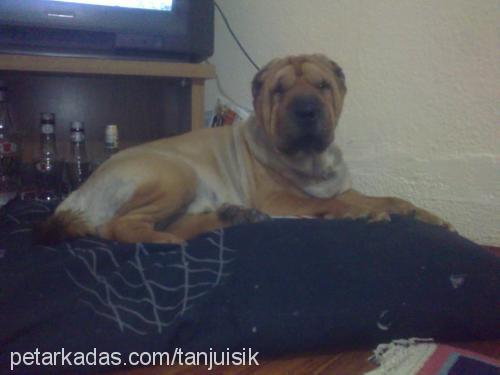 maÇo Erkek Çin Shar-Pei