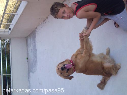 paşa Erkek Golden Retriever