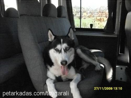 asi Erkek Sibirya Kurdu (Husky)