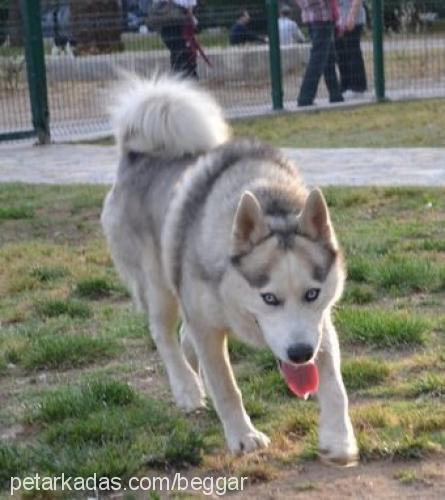 duman Erkek Sibirya Kurdu (Husky)