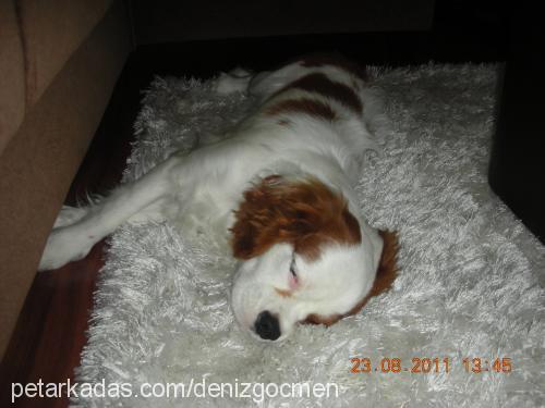 prens Erkek King Charles Spaniel