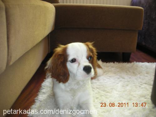 prens Erkek King Charles Spaniel