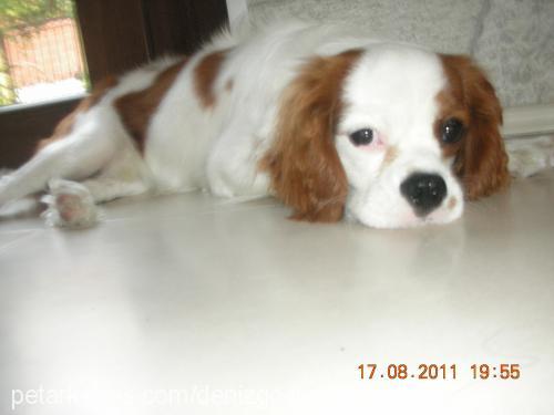 prens Erkek King Charles Spaniel