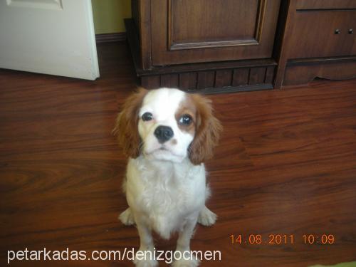 prens Erkek King Charles Spaniel