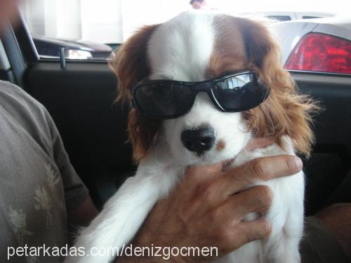 prens Erkek King Charles Spaniel