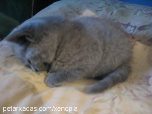 xena Dişi British Shorthair