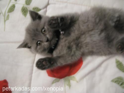 xena Dişi British Shorthair