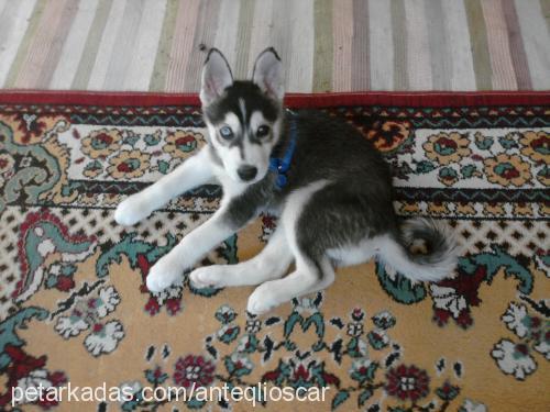 oscar Erkek Sibirya Kurdu (Husky)