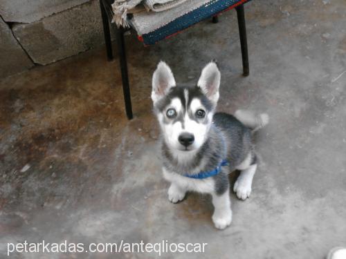 oscar Erkek Sibirya Kurdu (Husky)