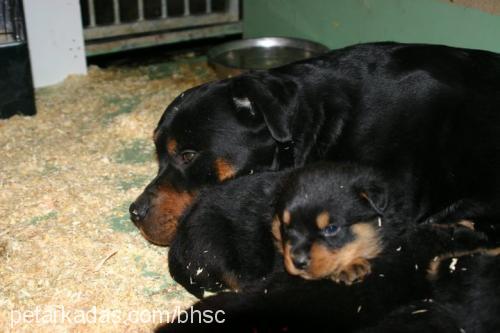 dexter Dişi Rottweiler