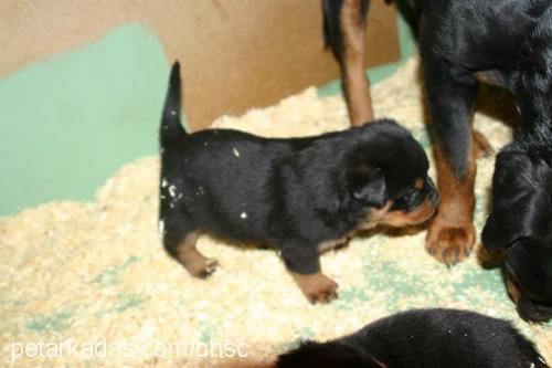 dexter Dişi Rottweiler