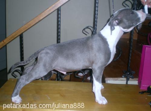 borey Erkek Amerikan Staffordshire Terrier