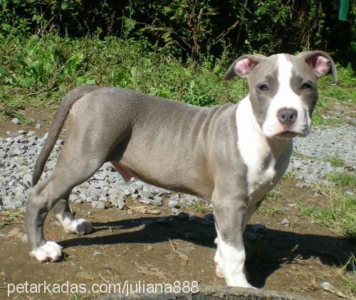 borey Erkek Amerikan Staffordshire Terrier