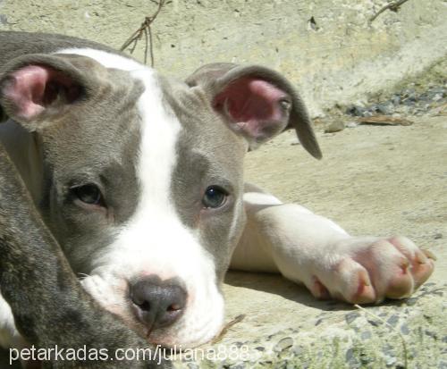 borey Erkek Amerikan Staffordshire Terrier