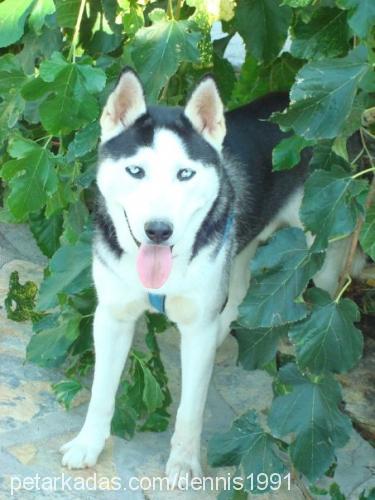 korsan Erkek Sibirya Kurdu (Husky)