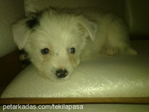 tekılapasa Erkek West Highland White Terrier