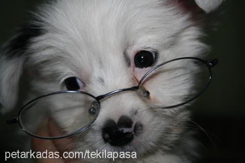 tekılapasa Erkek West Highland White Terrier