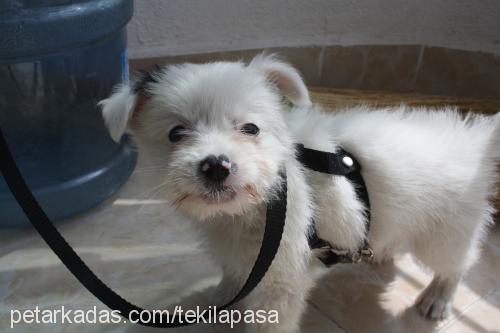 tekılapasa Erkek West Highland White Terrier