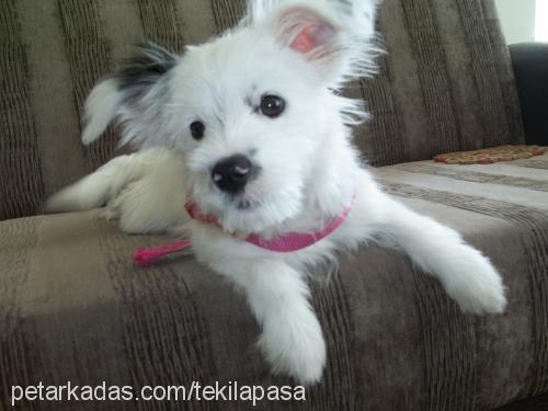 tekılapasa Erkek West Highland White Terrier