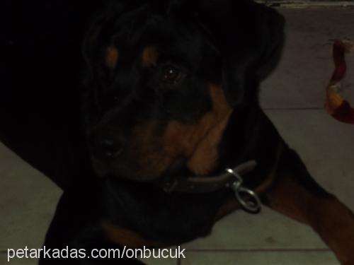 eva Dişi Rottweiler