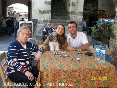 lokum Dişi Bichon Havanese