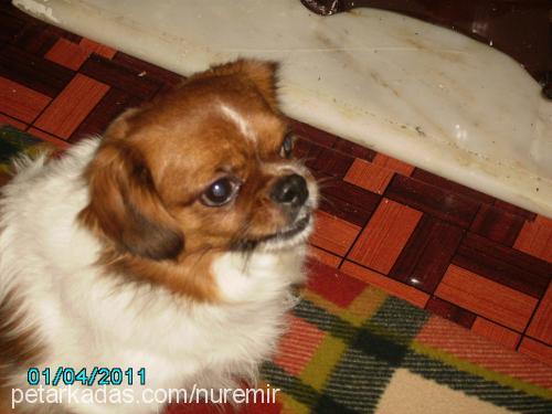 edi Erkek Pekingese