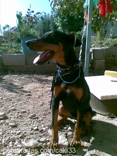 çaki Dişi Doberman Pinscher