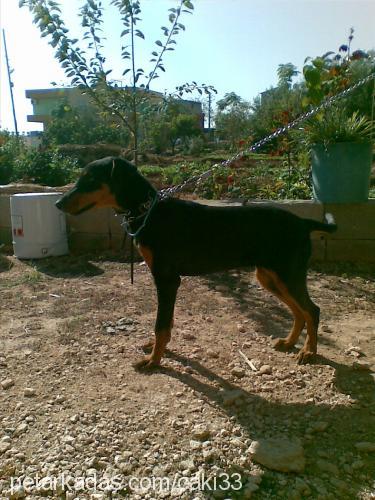 çaki Dişi Doberman Pinscher