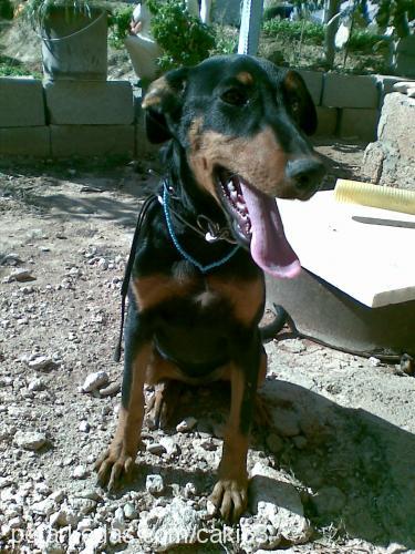 çaki Dişi Doberman Pinscher